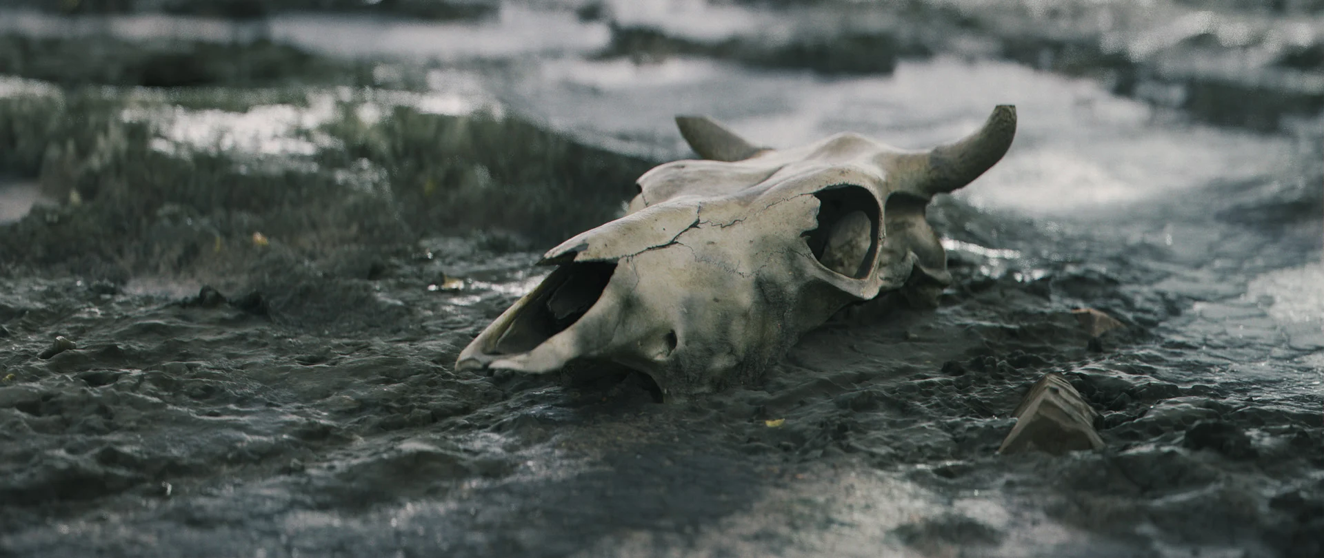 创意虾摄影测量